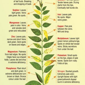 plant.jpg