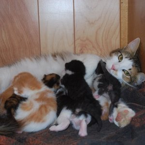 Bonnie and Kittens.jpg