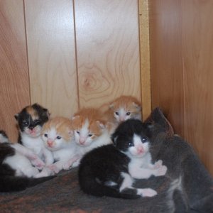 Shelf full of kittens.jpg