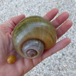 apple snail.jpg