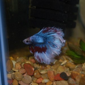 Betta Max 4-9-21.jpg