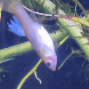 fish3.gif