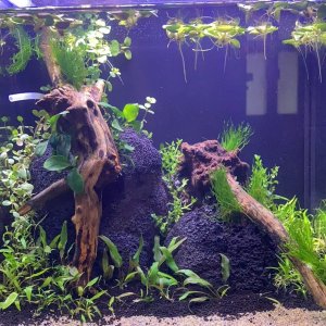 Fish Tank first week.jpg