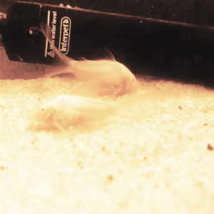 longfin_albino.png