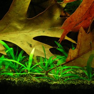 Pygmy Cory & Farlowella fry Sep 30-14.JPG