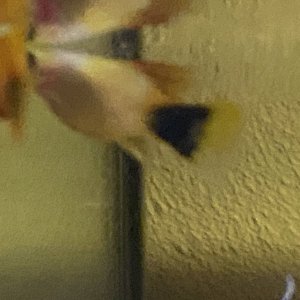 4A33F462-F06E-4226-9662-7E258D267E56.jpeg
