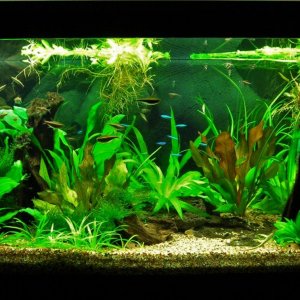 70g Apr 6-09.JPG