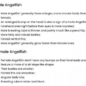 Sexing Angelfish.jpg