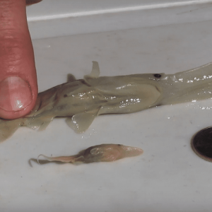 2021-05-11 07_23_42-Paddlefish_ Anatomy of a Living Fossil - YouTube — Mozilla Firefox.png