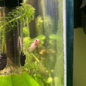 Betta3.jpg