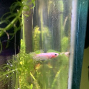 Betta5.jpg