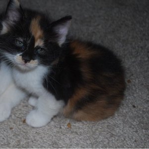 Little Ewok 3.jpg