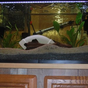 29 gallon Pleco Tank2.jpg