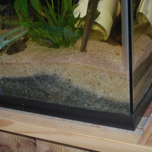 29 gallon Pleco Tank3.jpg