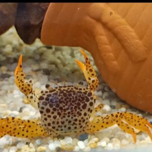 Crab 1.jpg