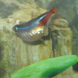 IMG_0005_2.JPG
