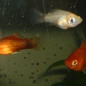Mandy_and_Platies2.JPG