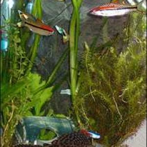 earlfish2.jpg