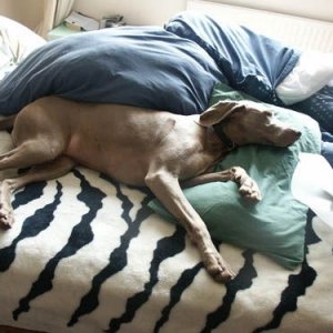 Sydnee_on_bed.jpg