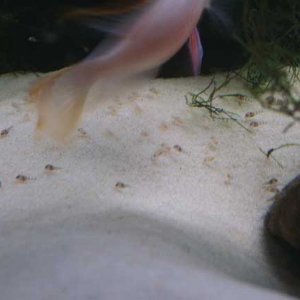 Krib_fry_1___22.05.04.jpg