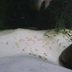Krib_fry_3___22.05.04.jpg