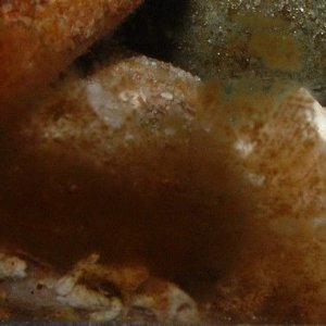 algae_2.jpg
