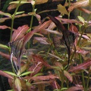 my_new_fish.JPG