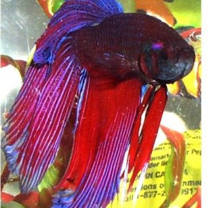 fixed_betta.JPG