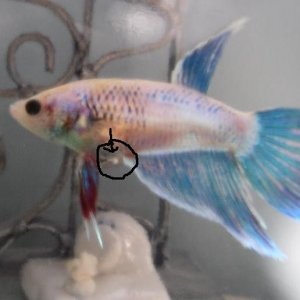 female_betta_1.JPG