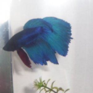 betta.jpg