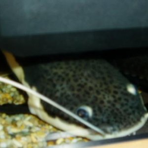 bruces_head.jpg