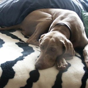 Sydnee_on_zebra_rug.jpg