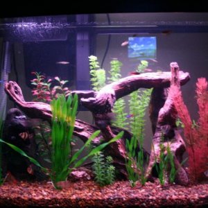 29g.jpg