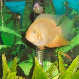 severum.JPG