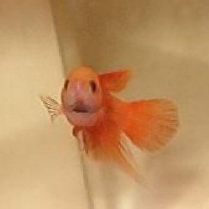 qbetta3.jpg