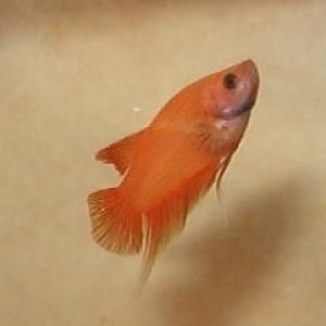 qbetta4.jpg