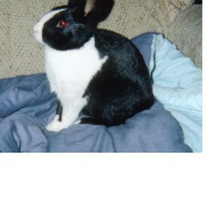 bunny.JPG