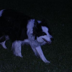 bailey.jpg
