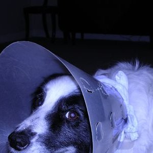 bailey_2.jpg
