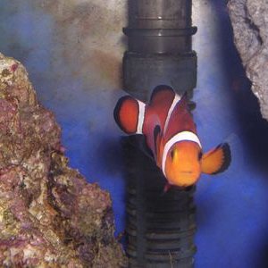 clownfish_alone.jpg