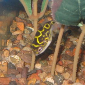 fig8puffer7.jpg