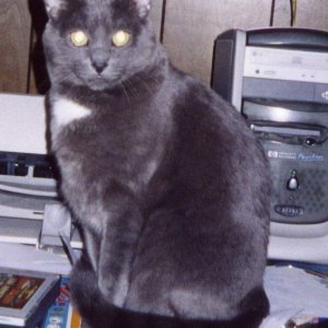 Shadow.jpg