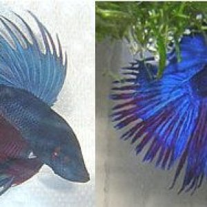 bettas.jpg