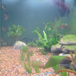 Fish_054.jpg