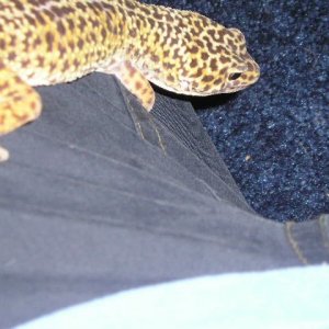 Lenny_005.jpg
