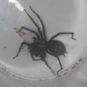spider__2_.JPG