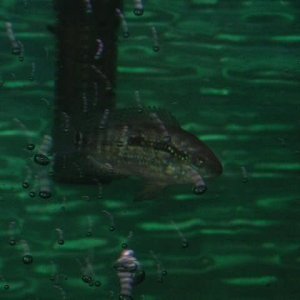 ali_swimming_through_bubbles.JPG
