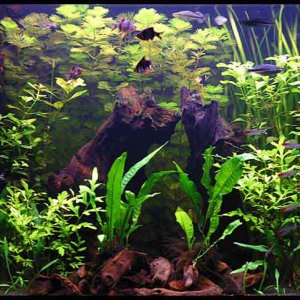 tank_28_5.jpg