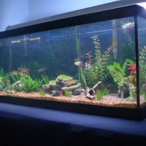 fishy2_070.jpg