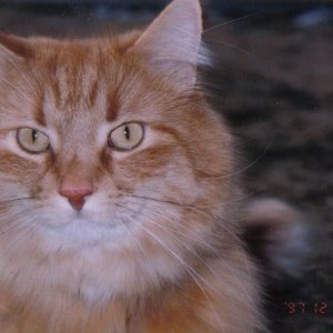 tigs.jpg